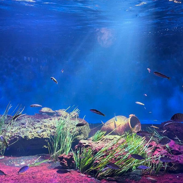 Aquarium-de-Vendée-Talmont-Saint-Hilaire_SousLePin Aquarium-de-Vendée-Talmont-Saint-Hilaire_SousLePin