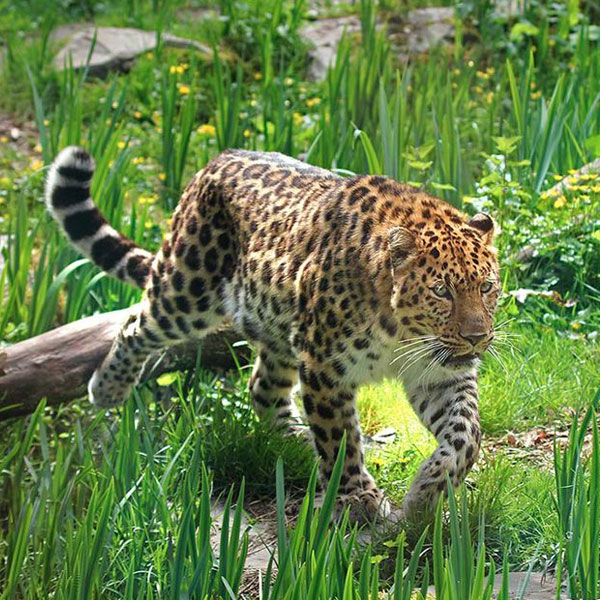ZoodesSables_SousLePin ZoodesSables_SousLePin